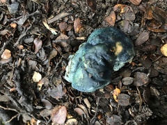 Rossbeevera pachydermis