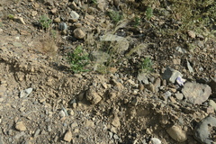 Stipagrostis ciliata