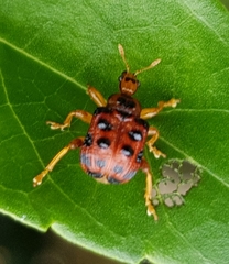 Agomadaranus pardaloides