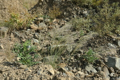 Stipagrostis ciliata