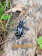 Anoplophora macularia