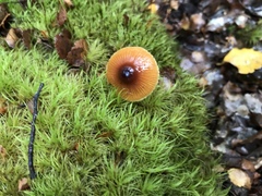 Cortinarius castaneodiscus