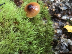 Cortinarius castaneodiscus