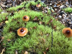 Cortinarius castaneodiscus