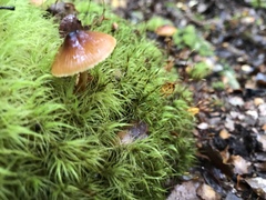 Cortinarius castaneodiscus