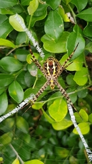 Argiope aemula