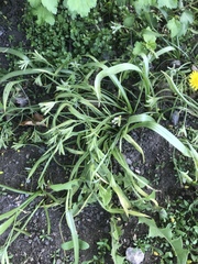 Gagea lutea
