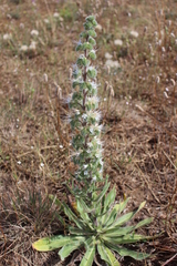 Echium italicum