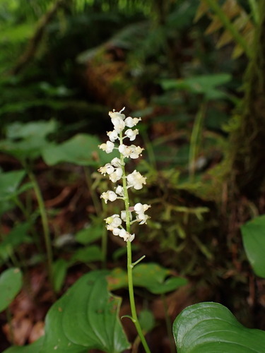 False lily of the valley (Maianthemum dilatatum)