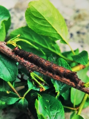 Allophyes oxyacanthae