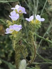 Phacelia bicolor