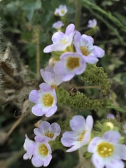 Phacelia bicolor