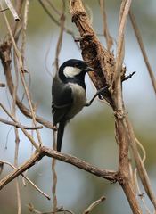 Parus minor commixtus