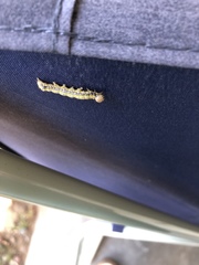 Phryganidia californica