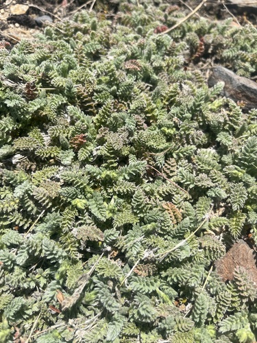 kern plateau horkelia (Horkelia tularensis)