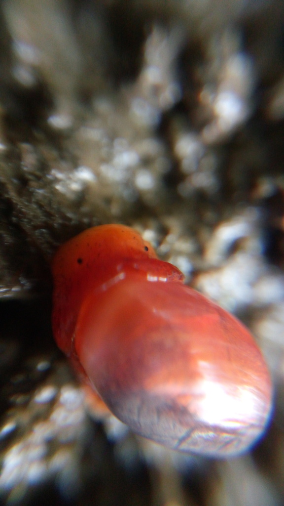 Mangrove Bubble Snail