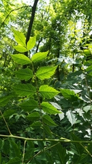 Fraxinus excelsior