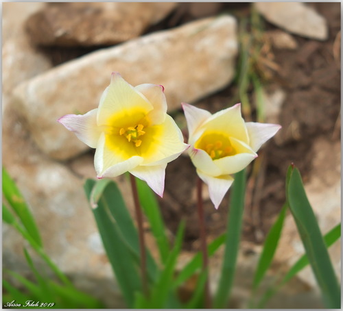 Tulipa sylvestris