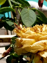 Polistes exclamans