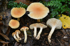 Camarophyllus pratensis gracilis