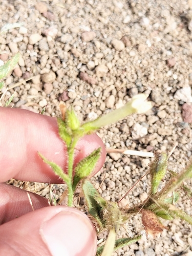 Image of Nicotiana clevelandii by no rights reserved