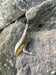 Eutropis multifasciata