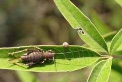 Arachnocephalus vestitus