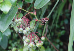 Smilax elongatoumbellata