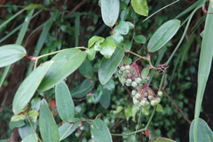 Smilax elongatoumbellata