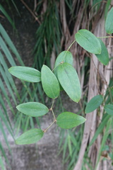 Smilax elongatoumbellata
