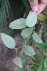 Smilax elongatoumbellata