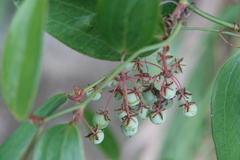 Smilax elongatoumbellata