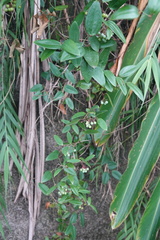 Smilax elongatoumbellata