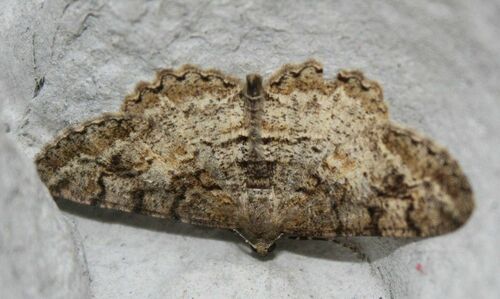 Mottled Beauty photo 6