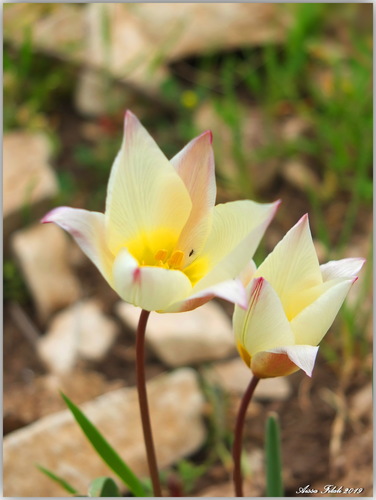 Tulipa sylvestris