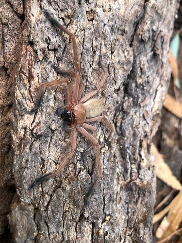 Social Huntsman Spider