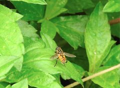 Mesembrius bengalensis