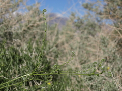 Cryptantha dumetorum
