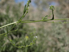 Cryptantha dumetorum