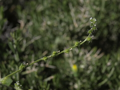 Cryptantha dumetorum