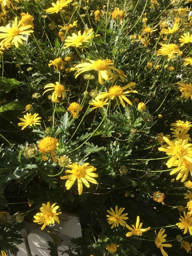 Euryops à fleurs de chrysanthème 4