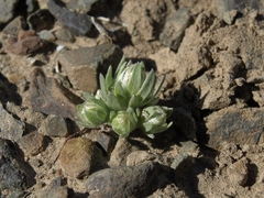 Stylocline micropoides