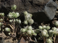 Stylocline micropoides