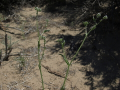 Cryptantha dumetorum