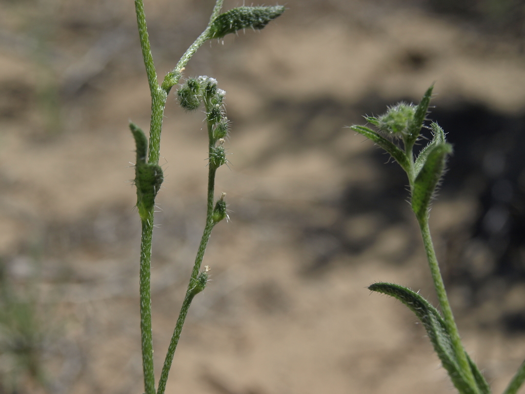 scrambling cryptantha
