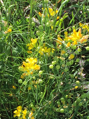 Physaria gracilis gracilis