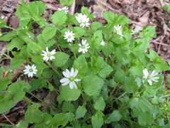 Stellaria sessiliflora