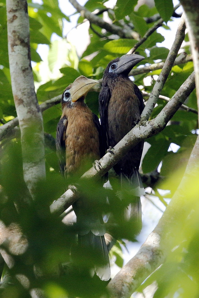 Rusty-cheeked Hornbill photo