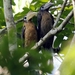 Rusty-cheeked Hornbill - Photo lonelyshrimp, no known copyright restrictions (public domain)