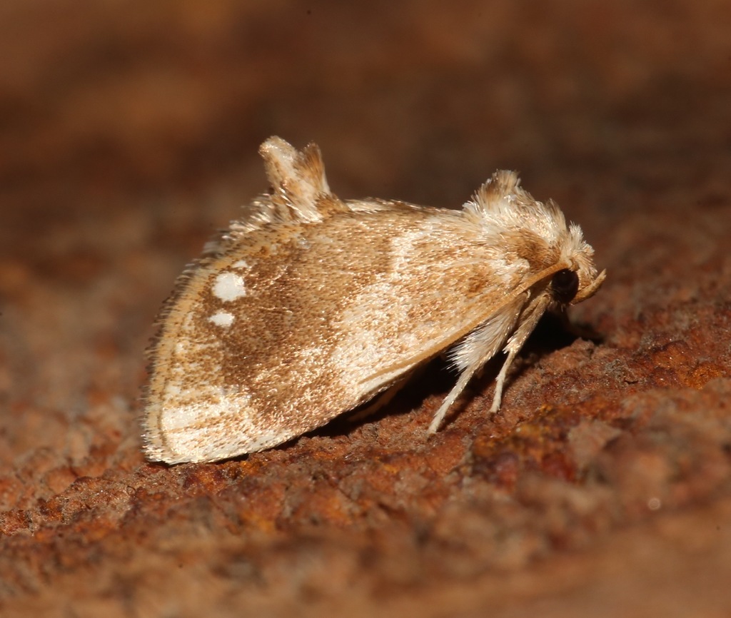 Jeweled Tailed Slug Moth